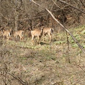 Deer watched me as I walked from the station to CoSM.