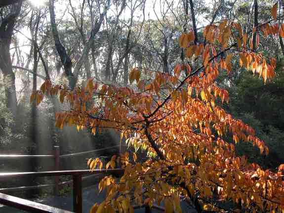 Dhamma Bhumi autumn trees